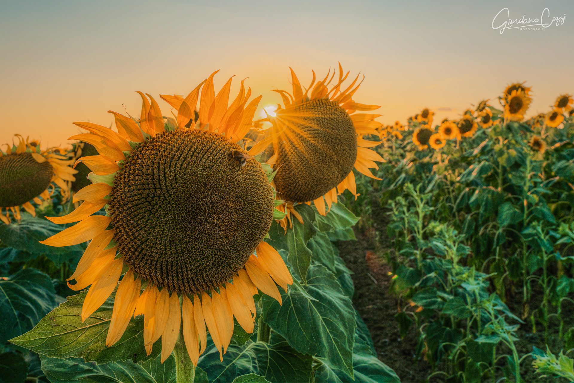 Girasoli
