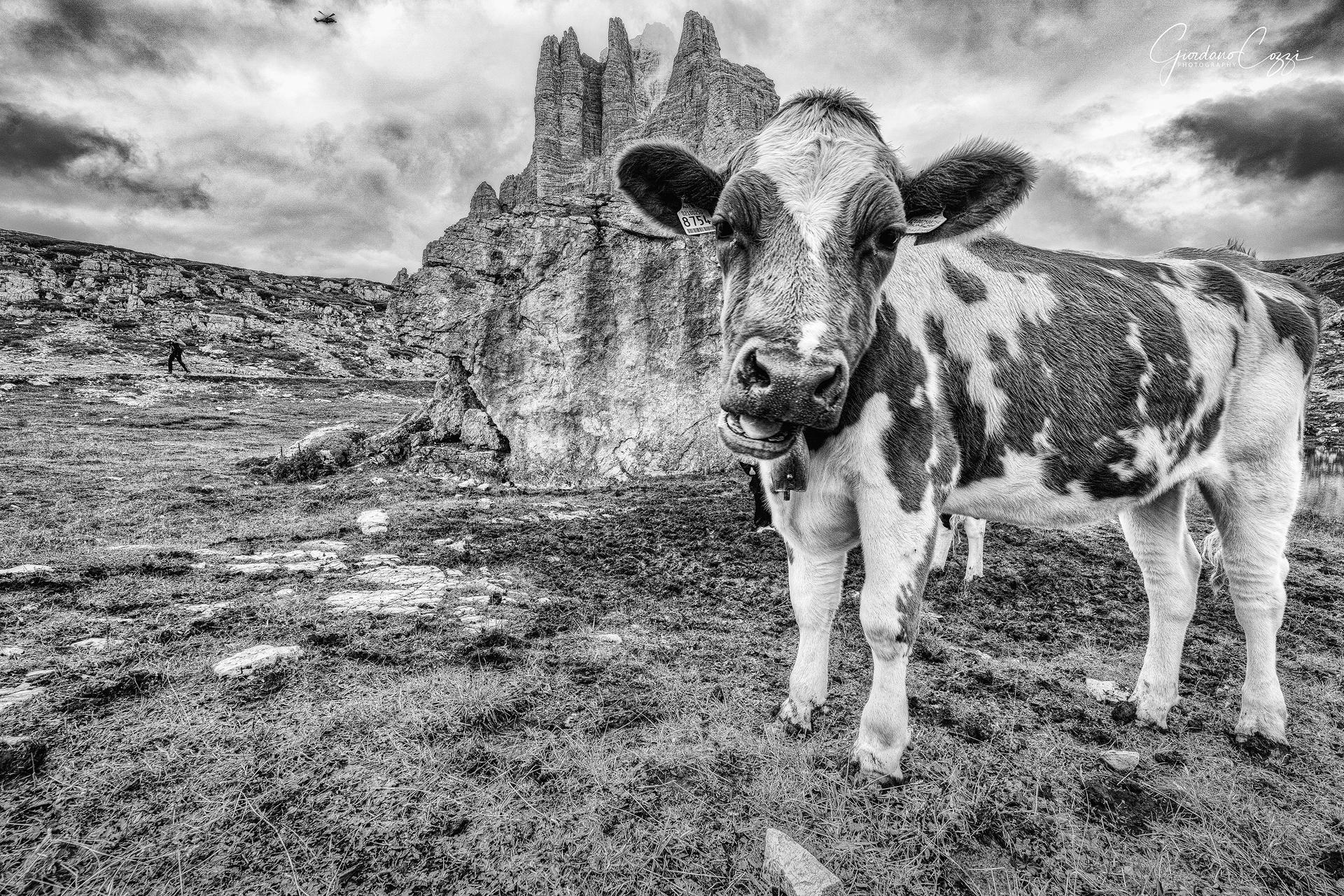 Muuu
